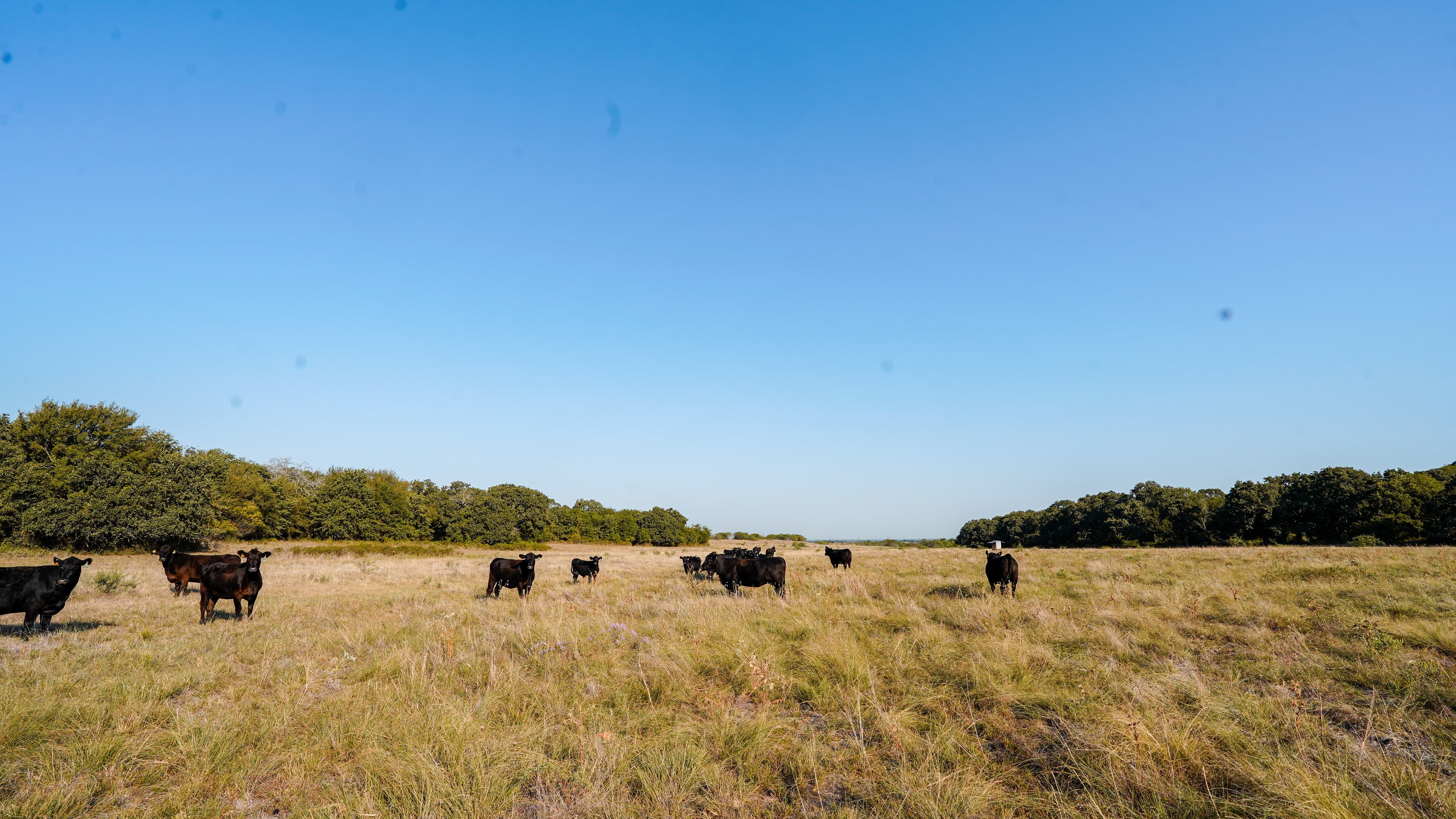 Cattle Ranches